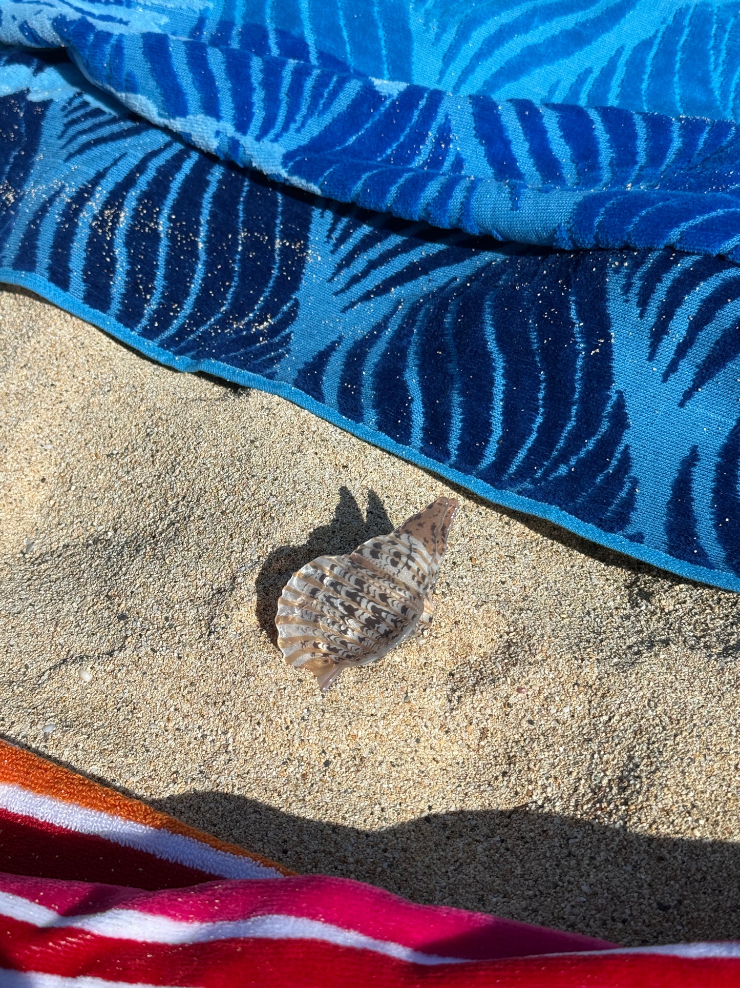 Sea Shell Hair Clip