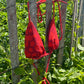 Hot Tropics Kini Top