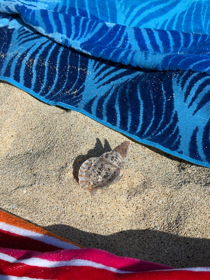 Sea Shell Hair Clip