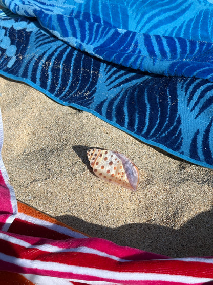 Sea Shell Hair Clip