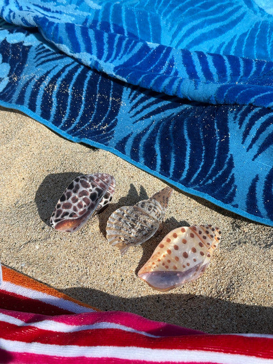 Sea Shell clip